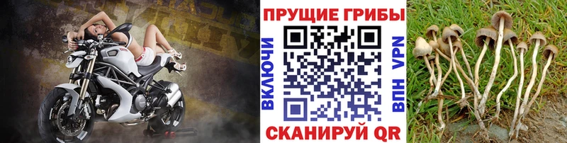 Галлюциногенные грибы Psilocybe  KRAKEN вход  Белозерск 